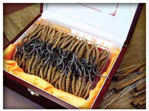 彭场镇冬虫夏草回收